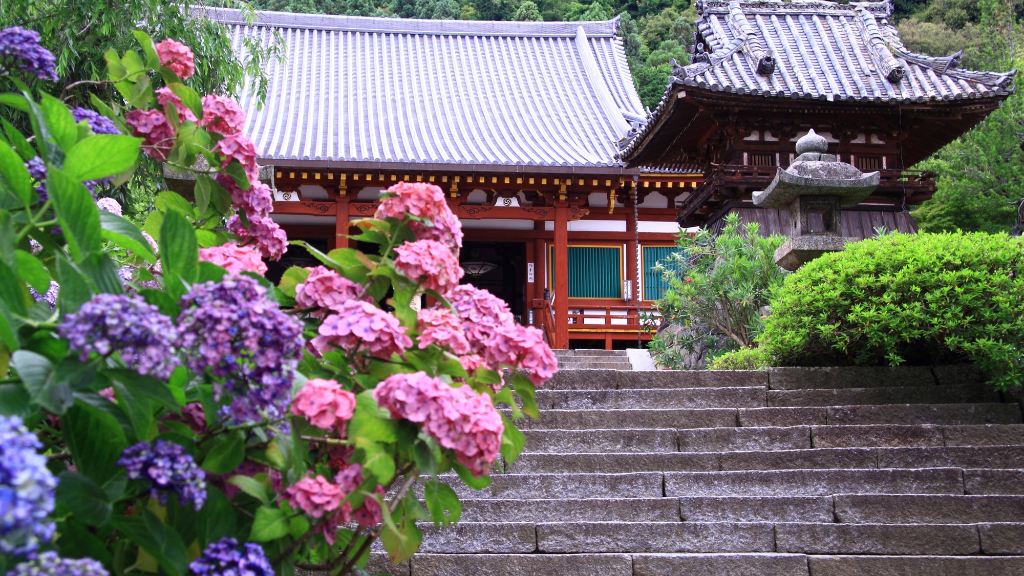 【矢田寺】当館から車で15分
