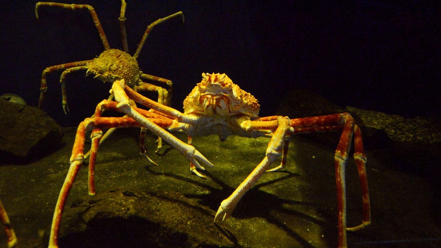 沼津深海魚水族館