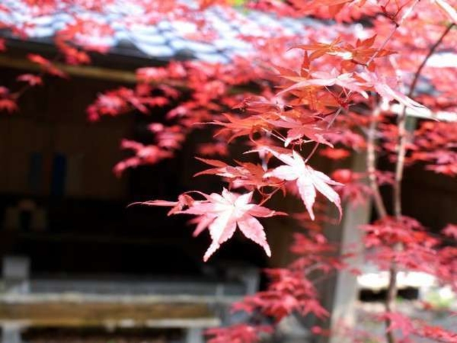 【風呂】露天風呂の紅葉／例