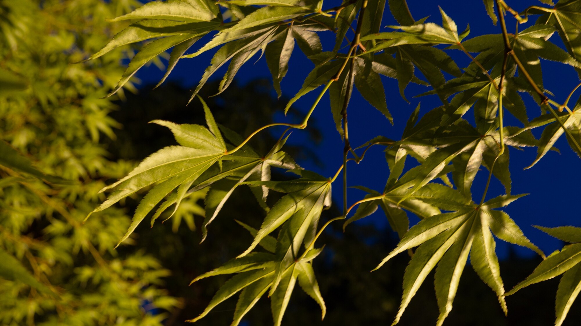 ラウンジから望む庭園　夜