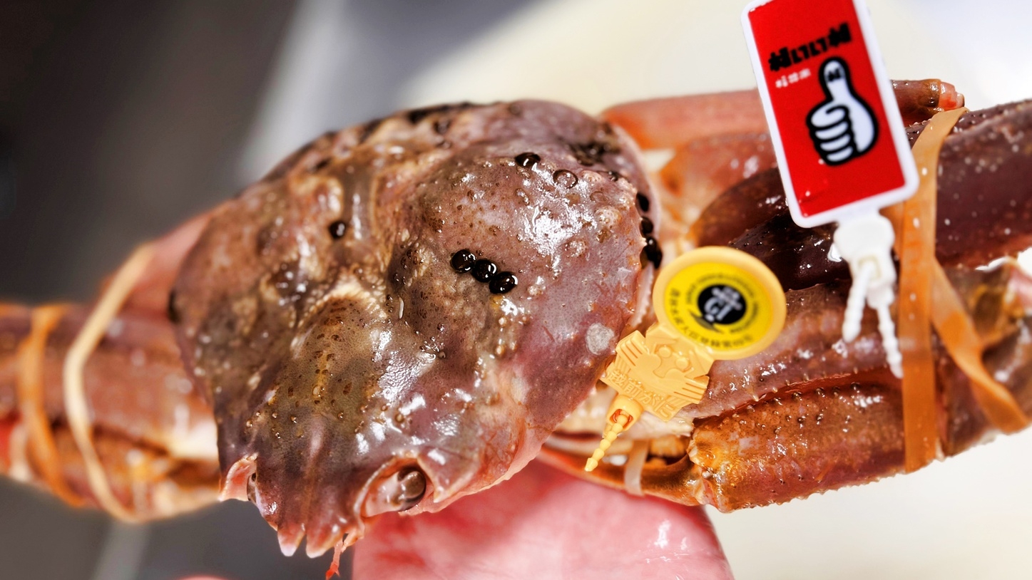 ■越前ガニ付き会席■北陸からお届けする本場の蟹♪茹でガニ１杯付き！