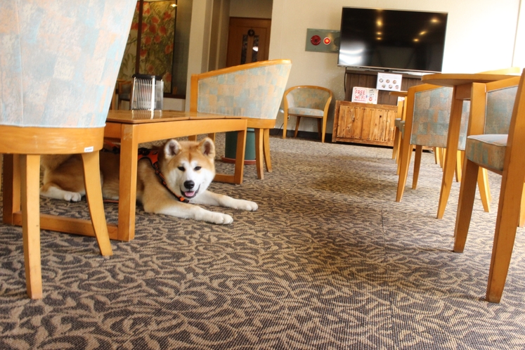 ロビーでくつろぐ秋田犬