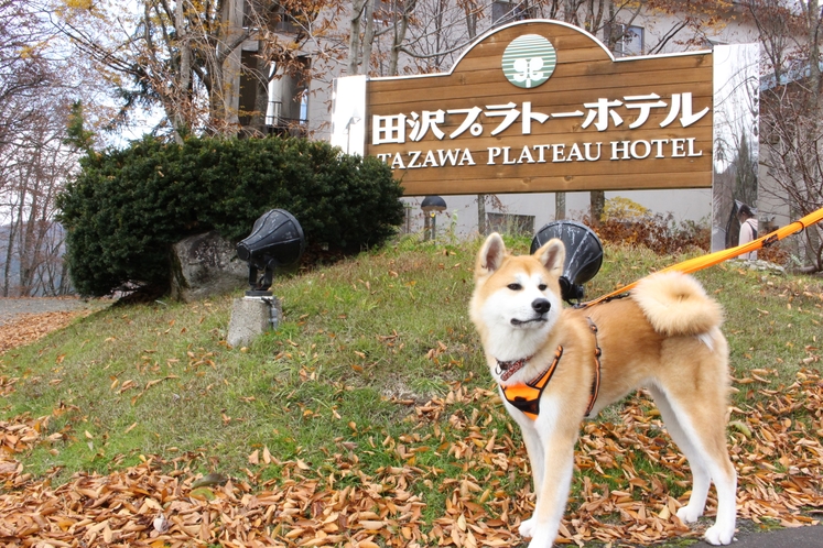 看板と秋田犬