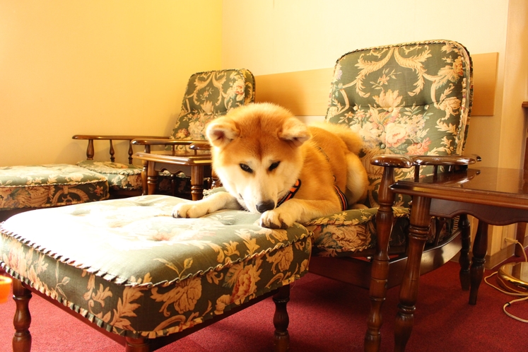 お部屋でくつろぐ秋田犬