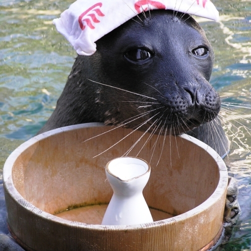 【露天風呂付きのお部屋】大人気の『温泉アザラシ』に会いに行こう！【箱根園・水族館入館券付きプラン】