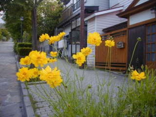 大三坂に咲く花