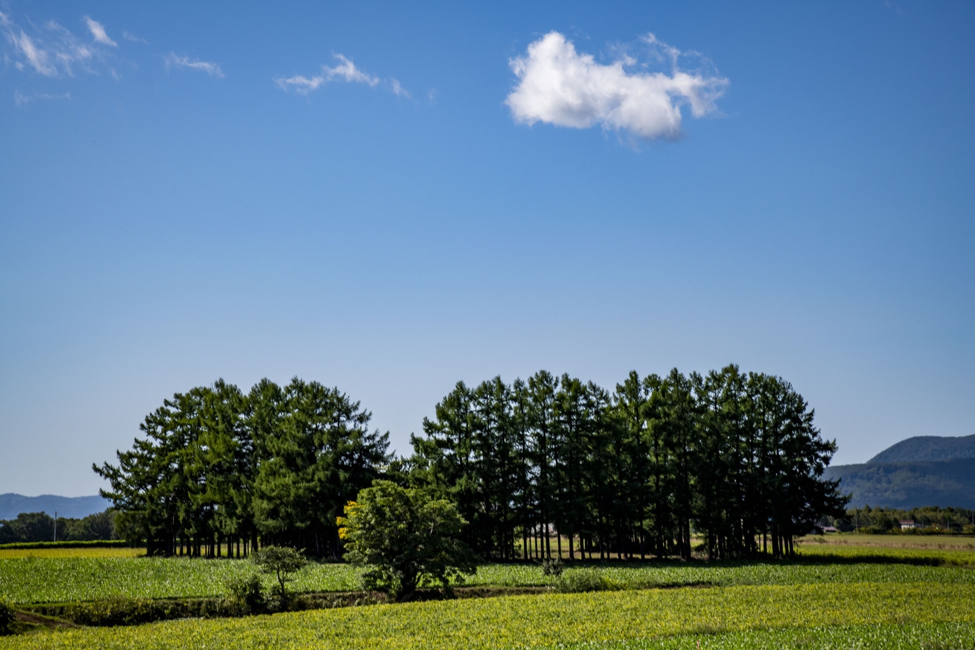 グリーンシーズン2026【事前決済限定】ポイント10倍！ニセコ観光やスキーに＜素泊まり＞