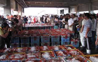 香住ガニ　セリ