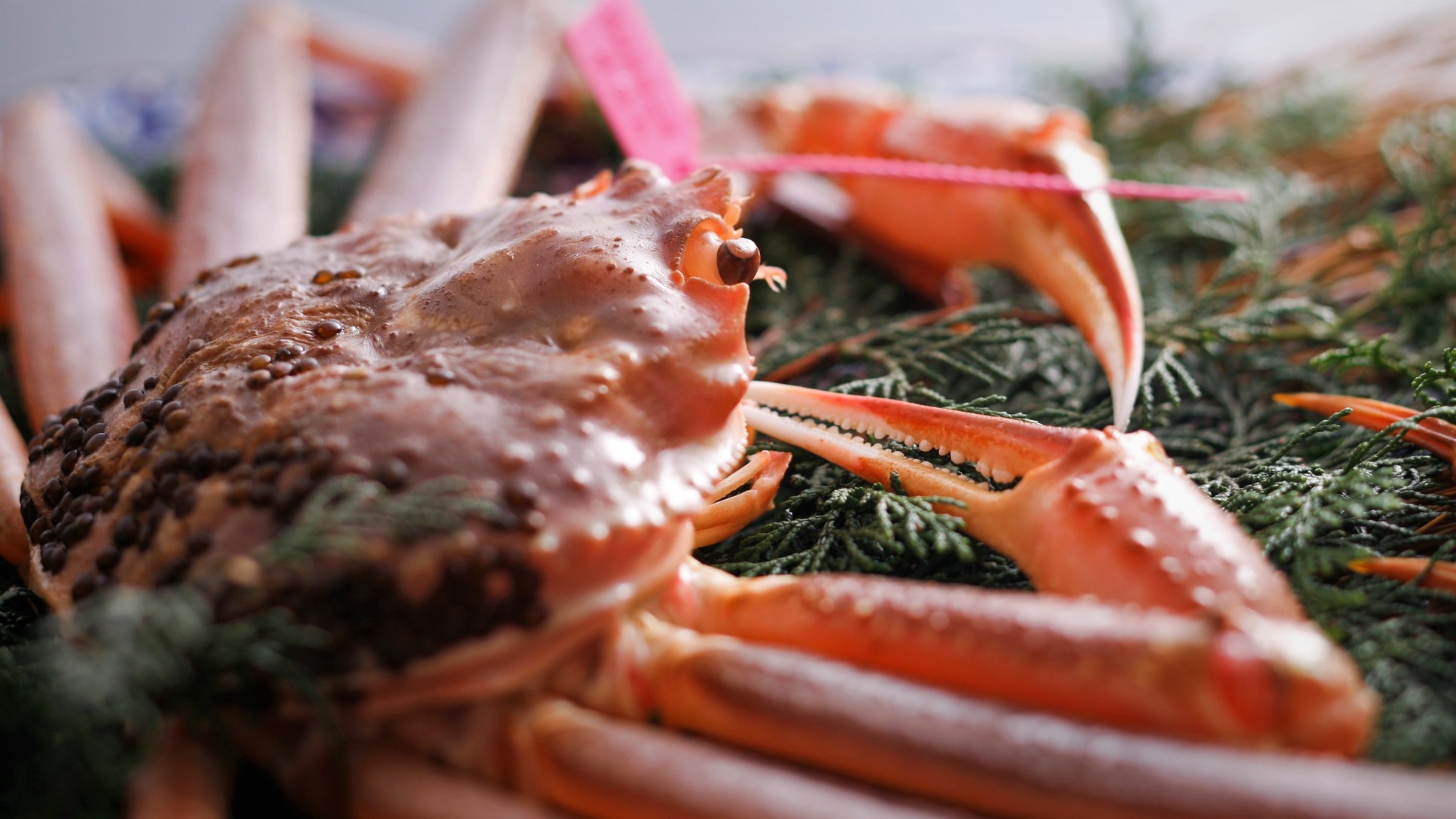 【タグ付き！活蟹刺し+焼き蟹2倍に増量】炭火焼き松葉がにコース♪《甲羅みそ付》