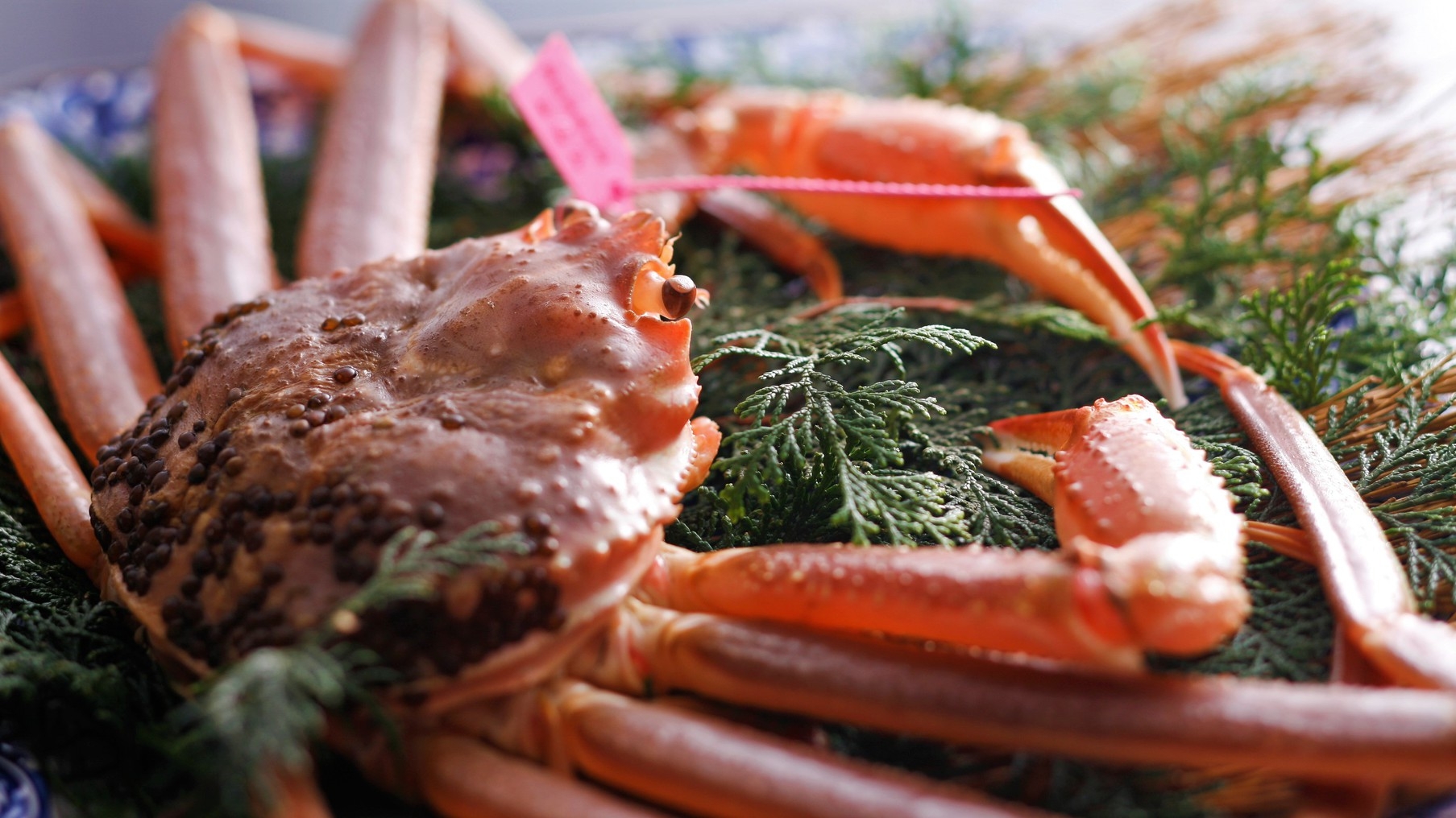 【タグ付き活蟹を蟹刺し＆お鍋で味わう！】松葉がにフルコース♪《甲羅みそ付》