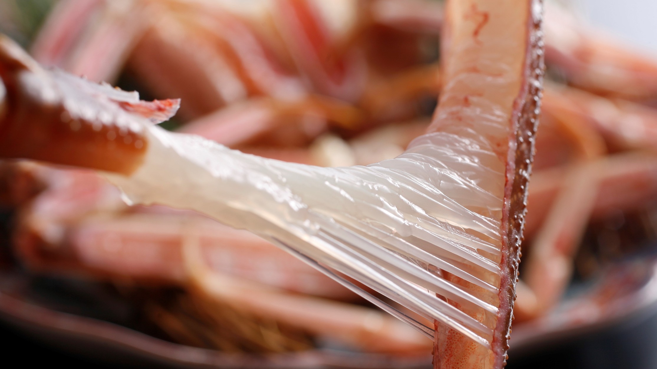 【タグ付き！活蟹刺し+焼き蟹2倍に増量】炭火焼き松葉がにコース♪《甲羅みそ付》