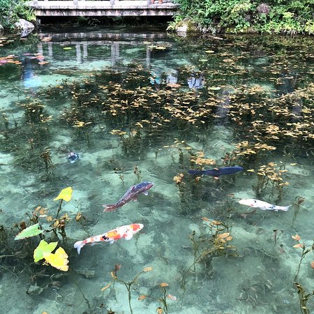 関市内より1時間「モネの池」
