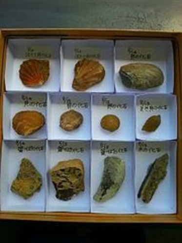 化石(ノジュール)の標本