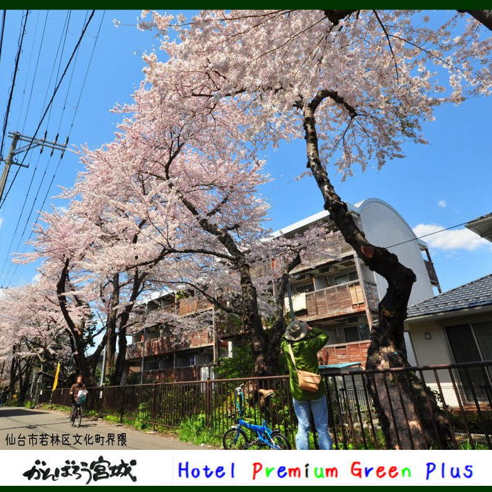 仙台市若林区文化町界隈の桜並木