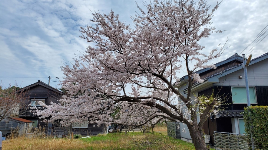 宿の目の前には立派な一本桜