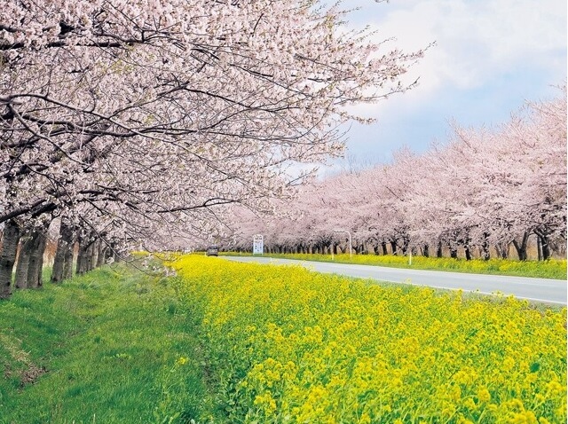 菜の花ロード