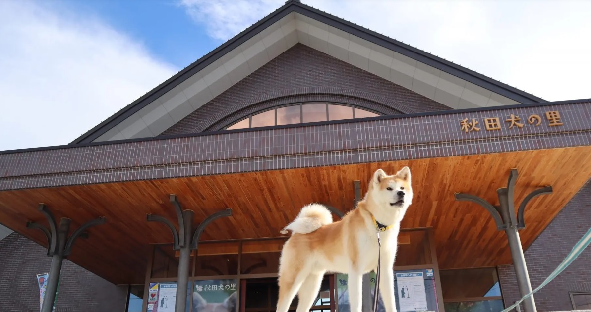 秋田犬の里