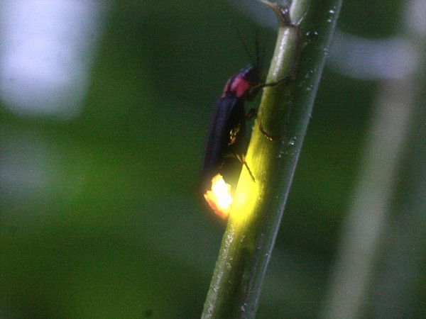 fire Fly
