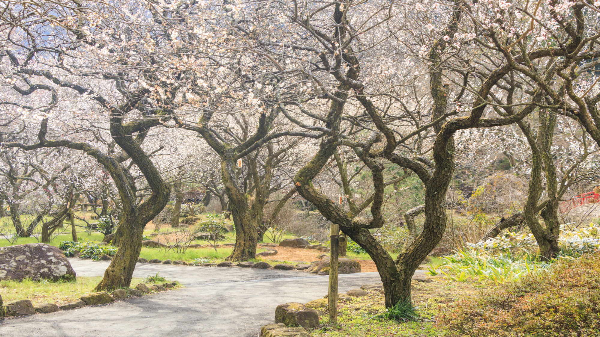 熱海梅園梅林道（イメージ）