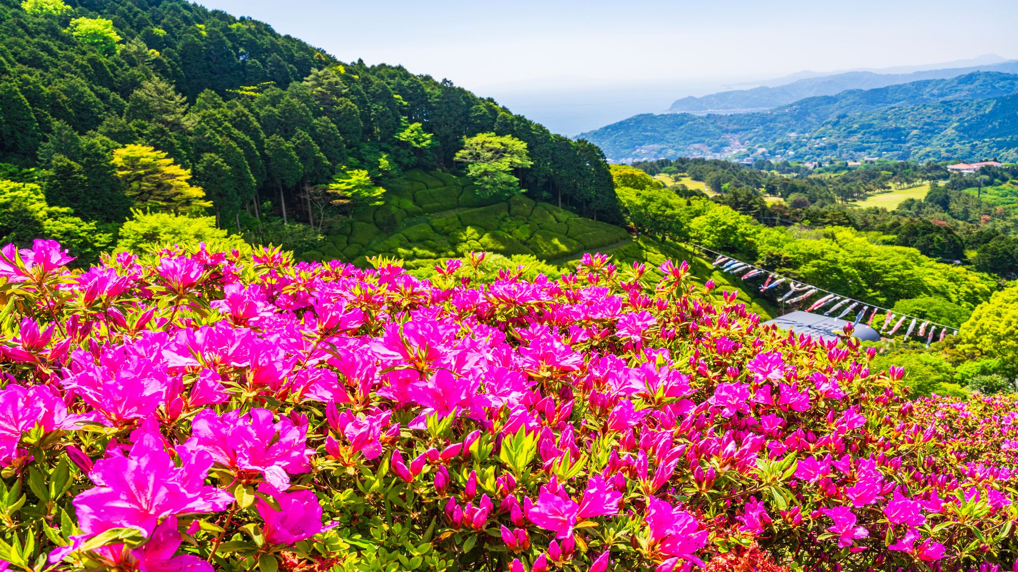 姫の沢公園花まつり「つつじ・こいのぼりまつり」