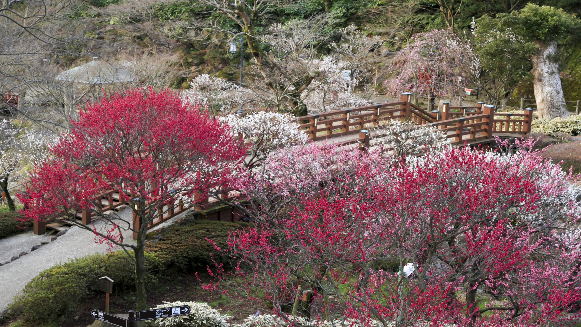 熱海梅園「梅まつり」（イメージ）