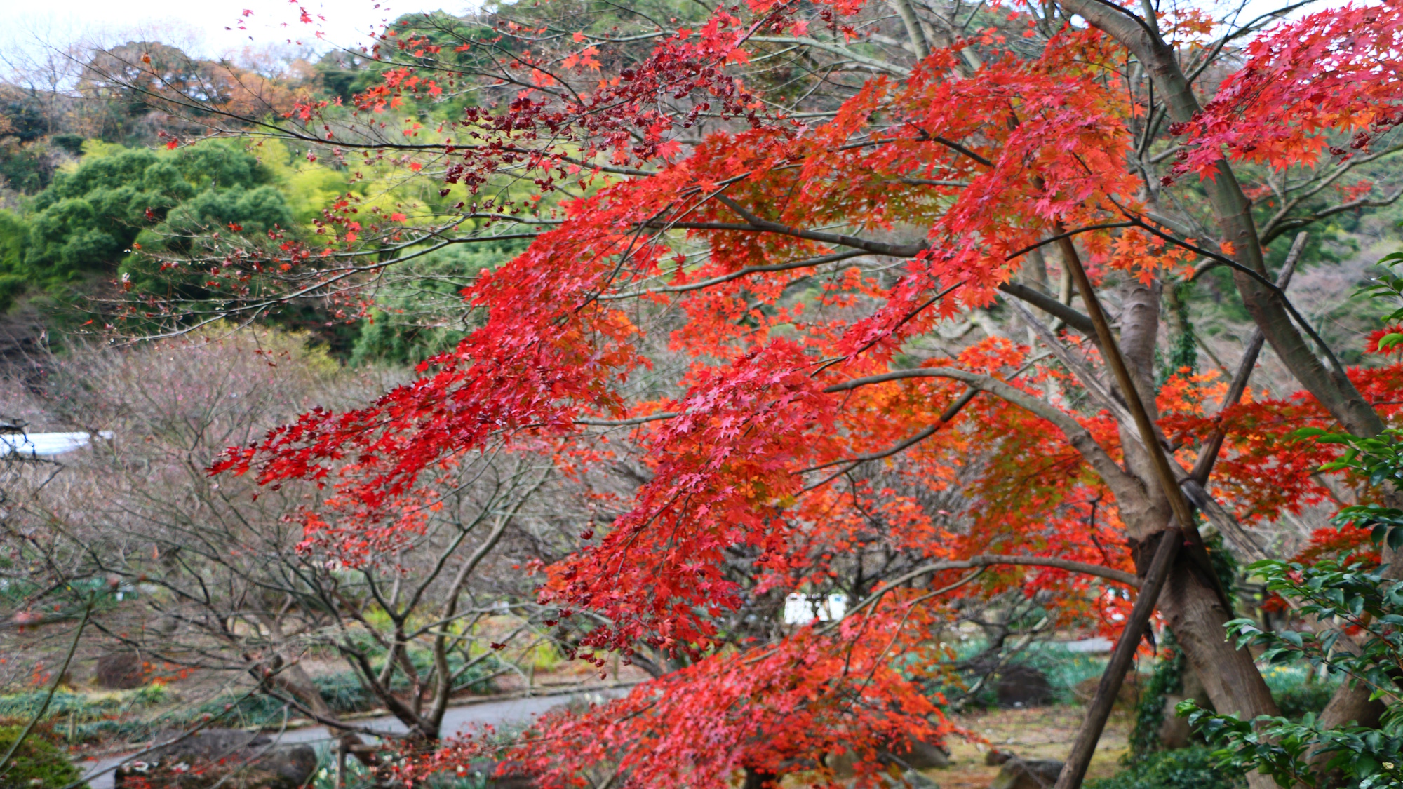 熱海梅園紅葉（イメージ）
