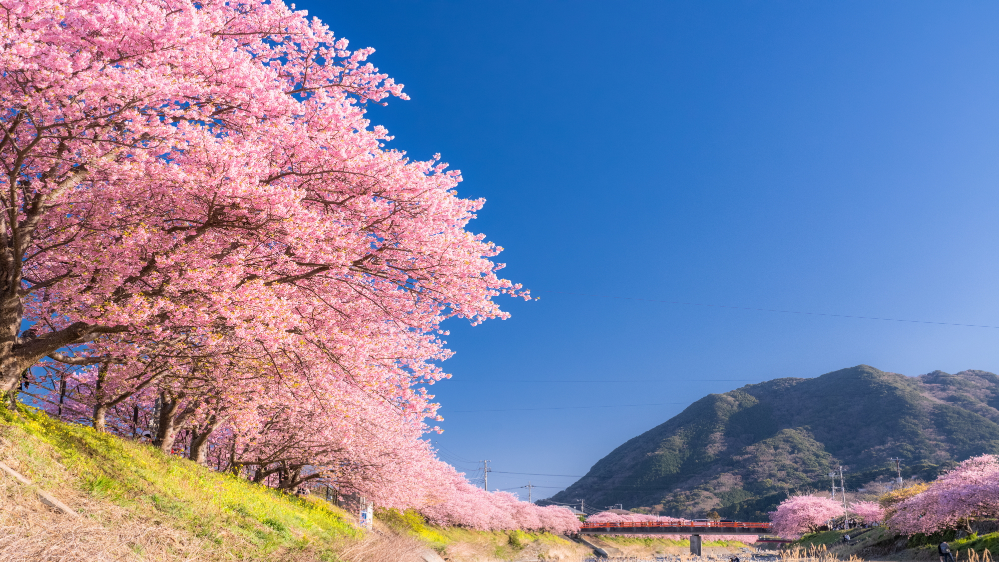 河津桜と菜の花ロード（イメージ）