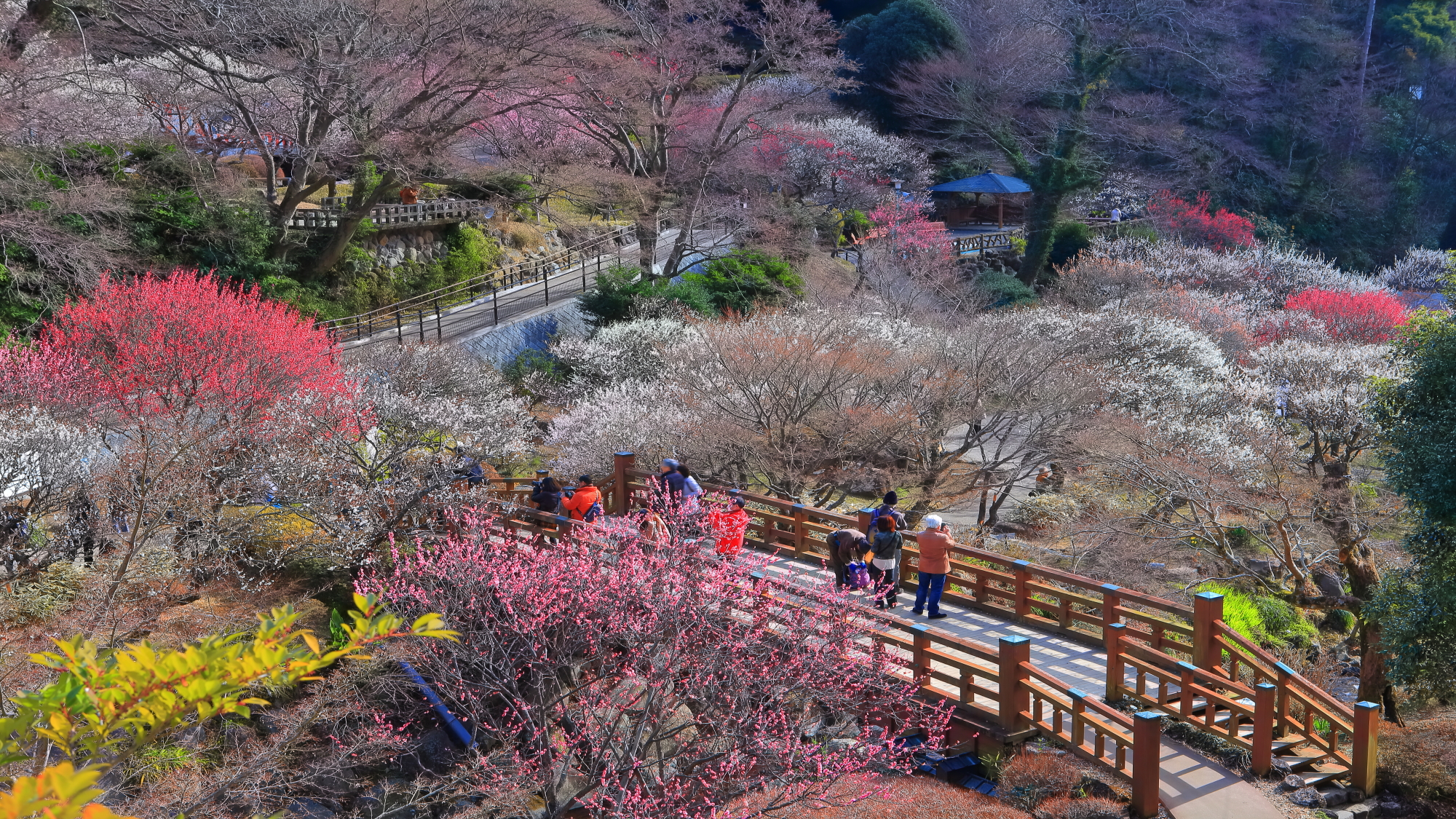熱海梅園（イメージ）