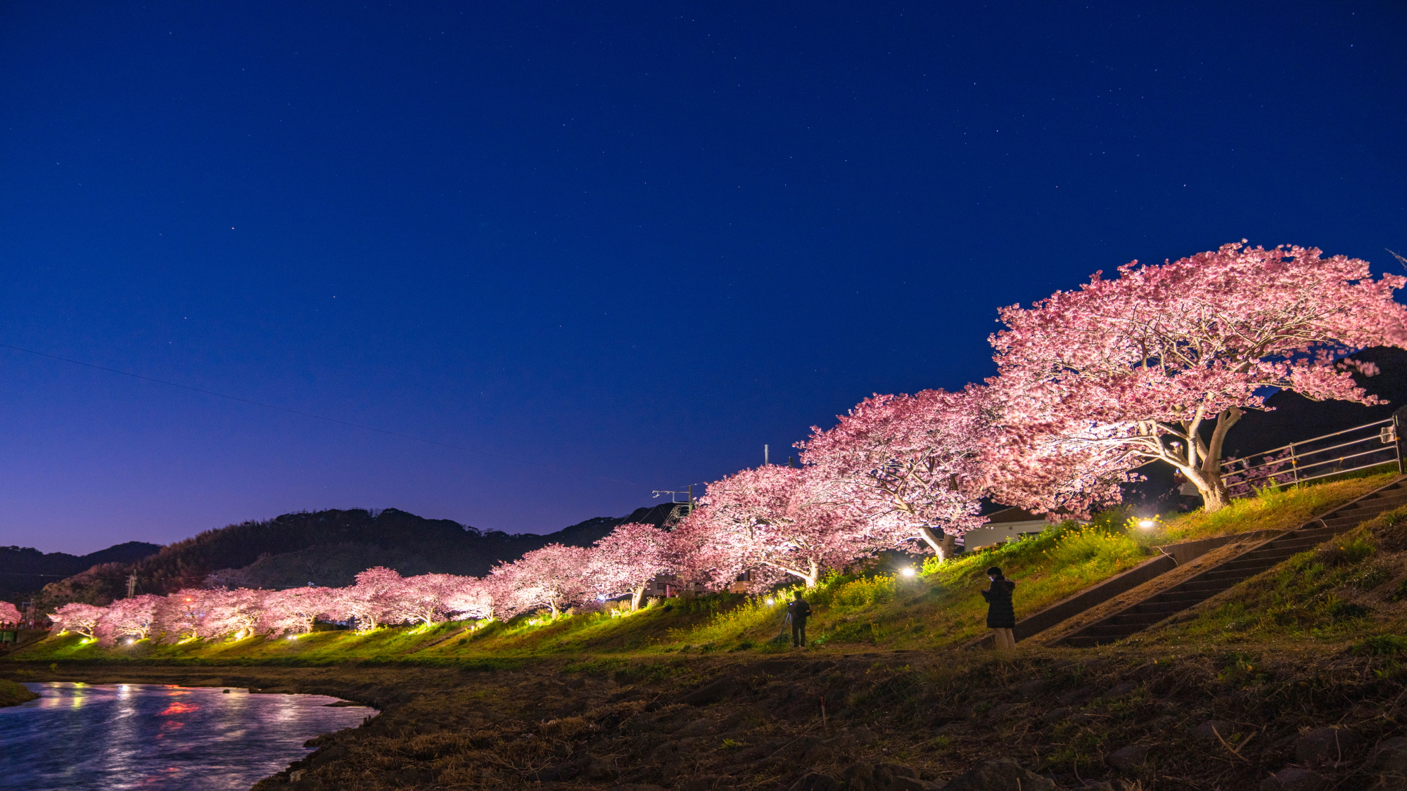 河津桜（夜ライトアップ）イメージ