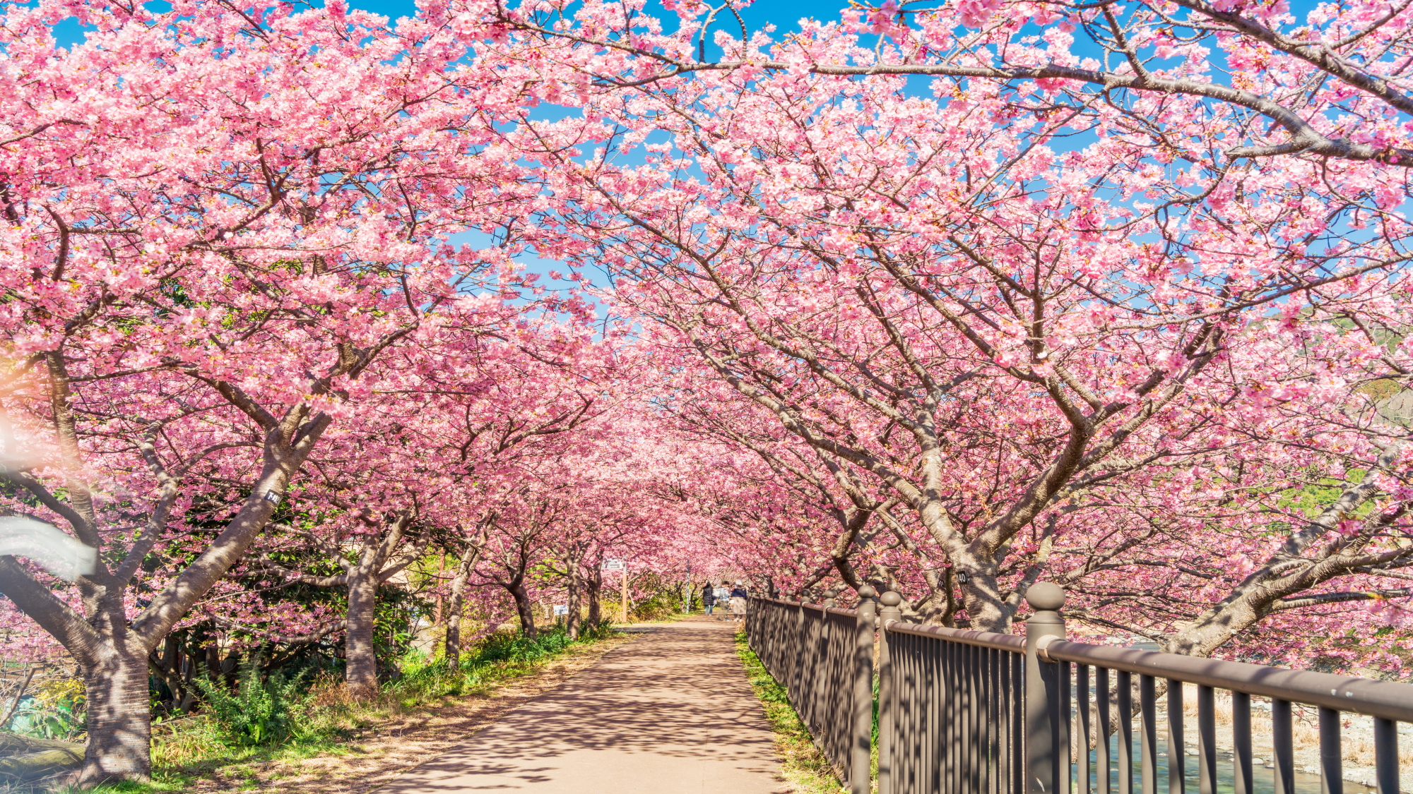 河津桜（さくらトンネル）イメージ