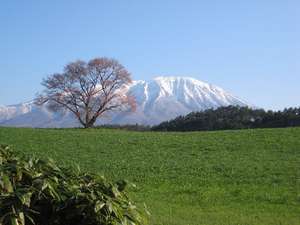 小岩井１本桜と残雪の岩手山