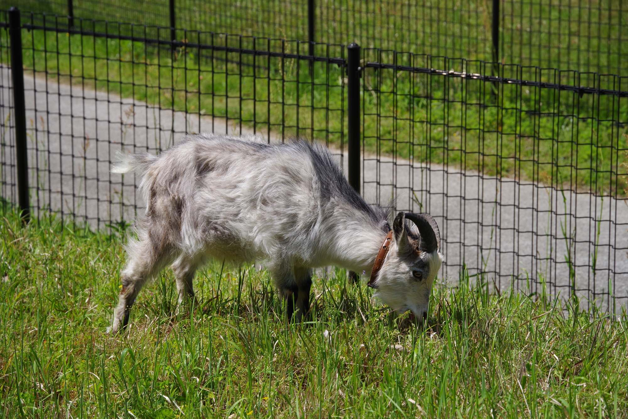 【当館から車で約15分】小動物園や大型遊具があるため、家族連れに人気「南部丘陵公園」