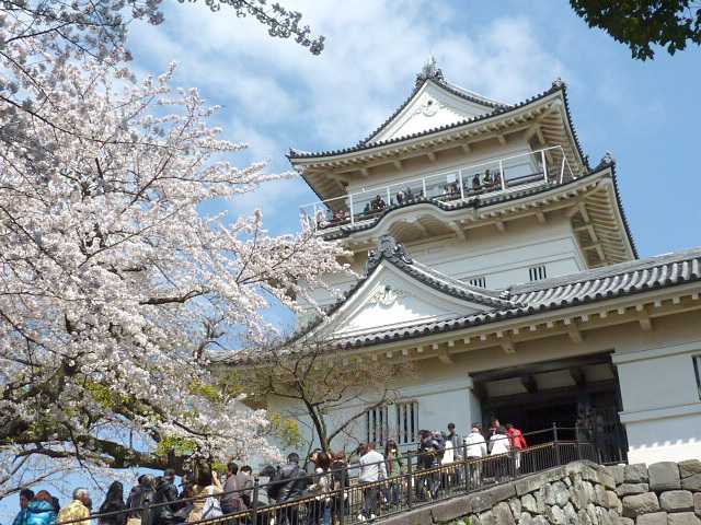 桜咲き乱れる【小田原城天守閣】4/3現在満開です