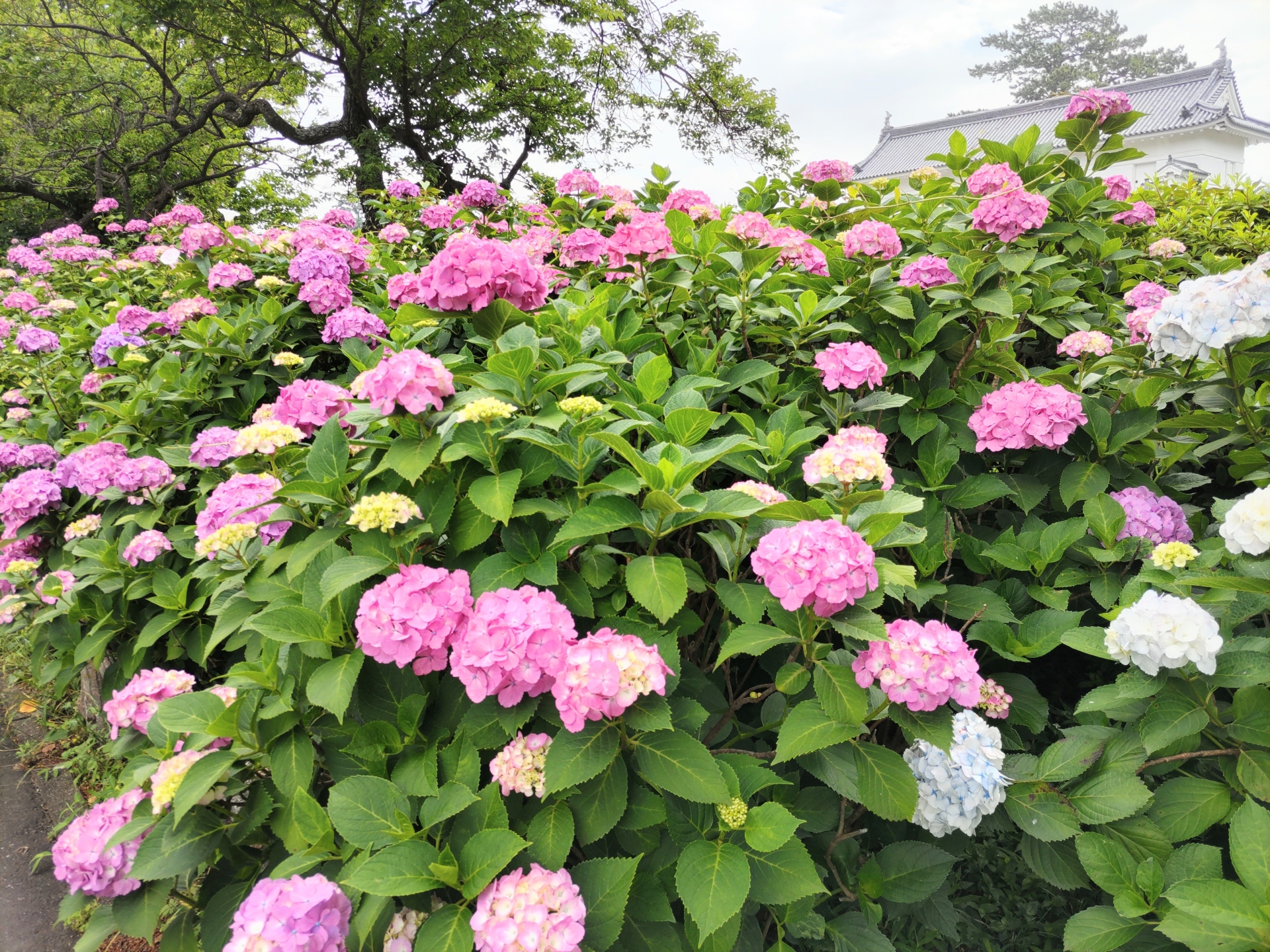【小田原城址公園のアジザイ】