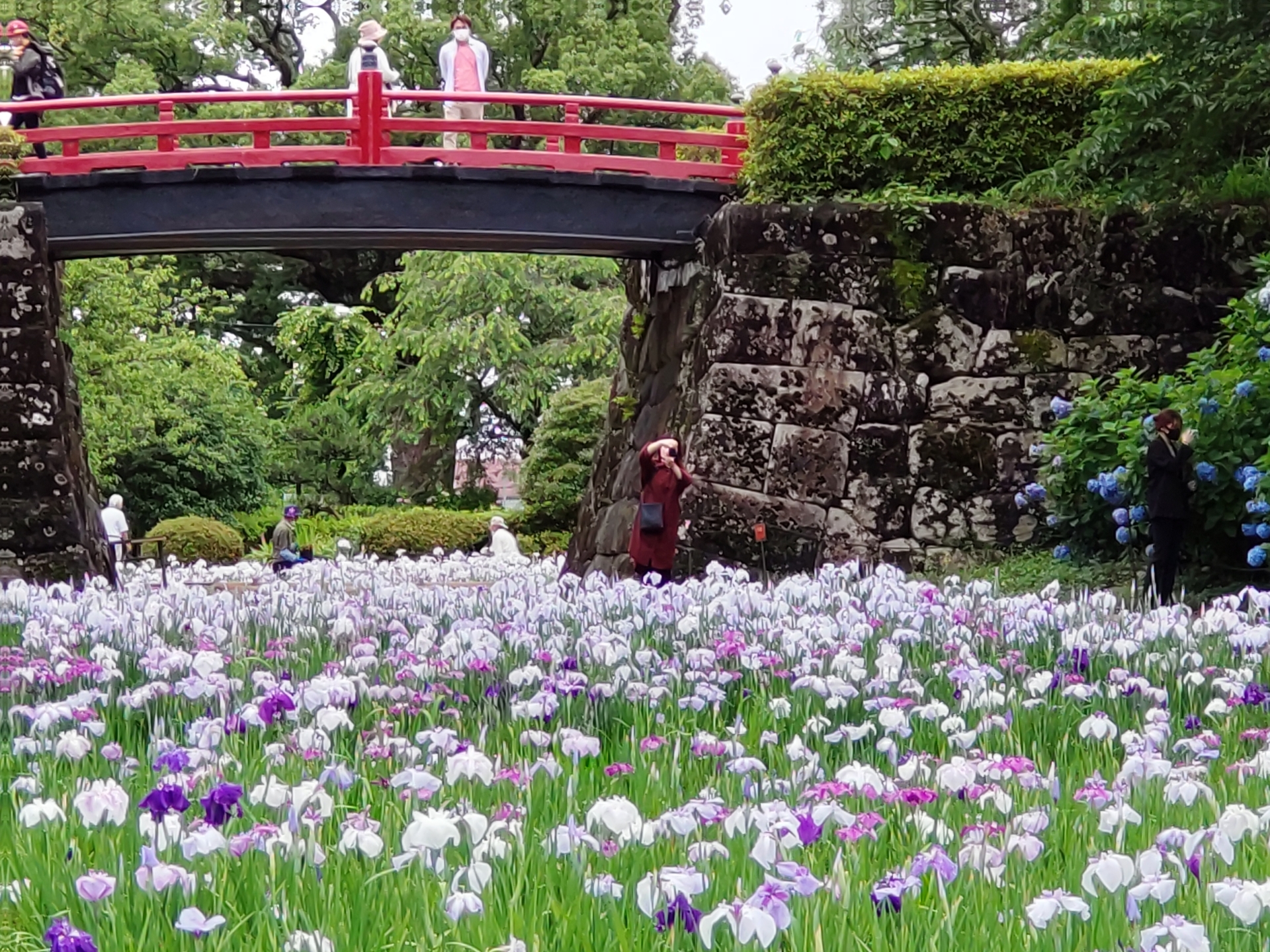 【小田原城址公園の花菖蒲】