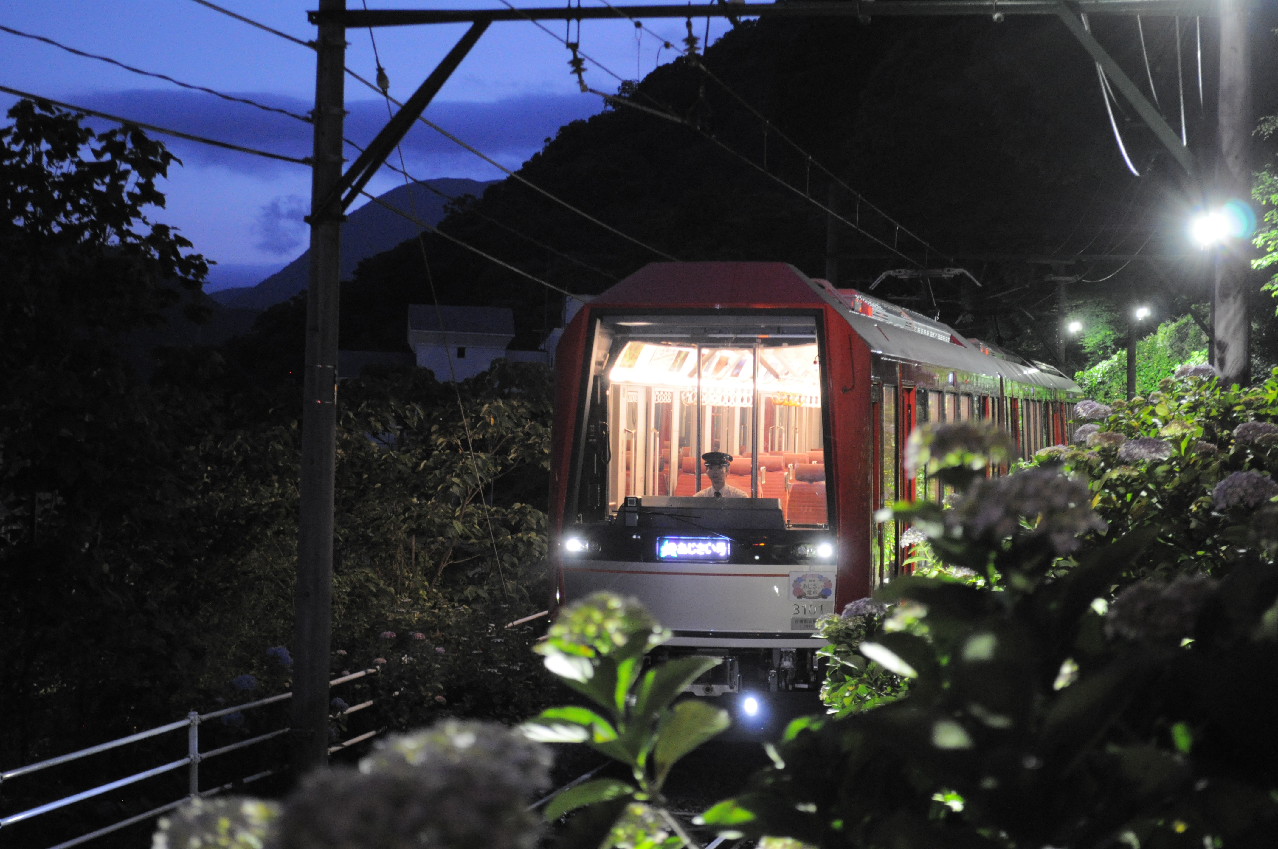 箱根登山電車【あじさい電車】の季節がやってきます