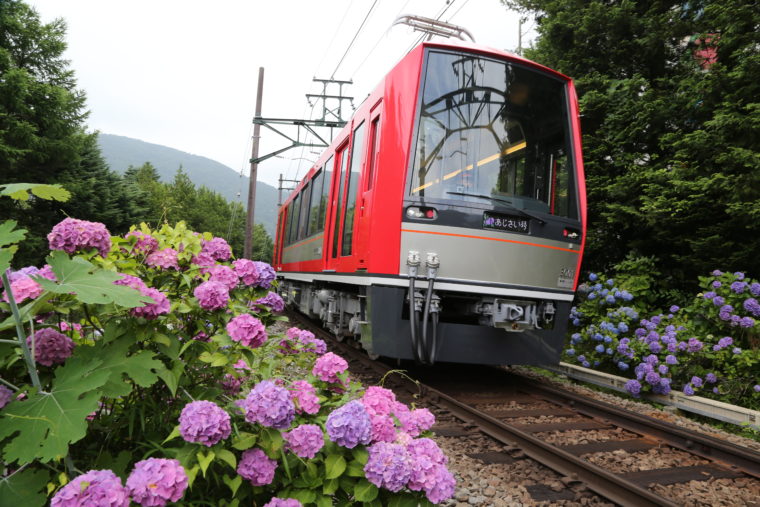 箱根登山電車　６月中旬からは【あじさい電車】として