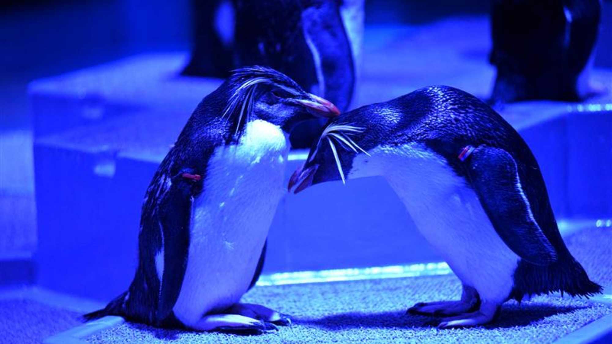 AOAO SAPPORO　ムーンライトアクアリウム　ペンギン