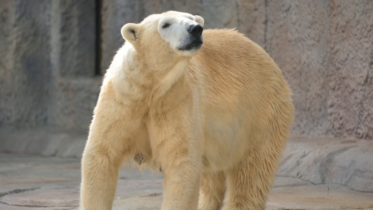 【円山動物園】ダイナミックなホッキョクグマ
