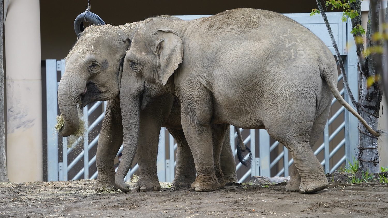 【円山動物園】親子ゾウの愛らしい姿や生態などを学ぶことができます。