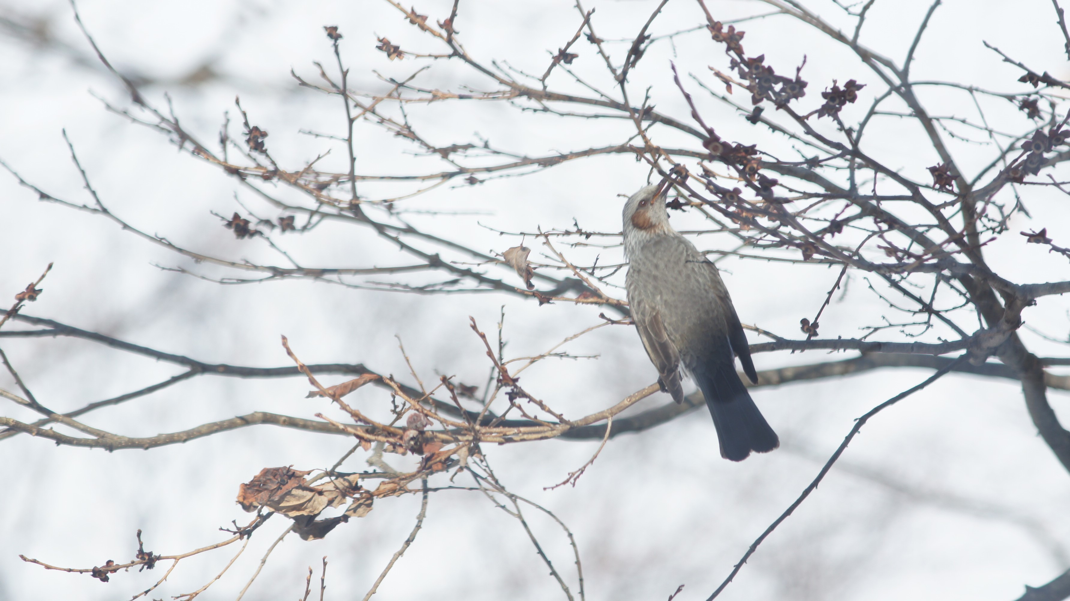 「森のみち草」には野鳥も遊びに来ます