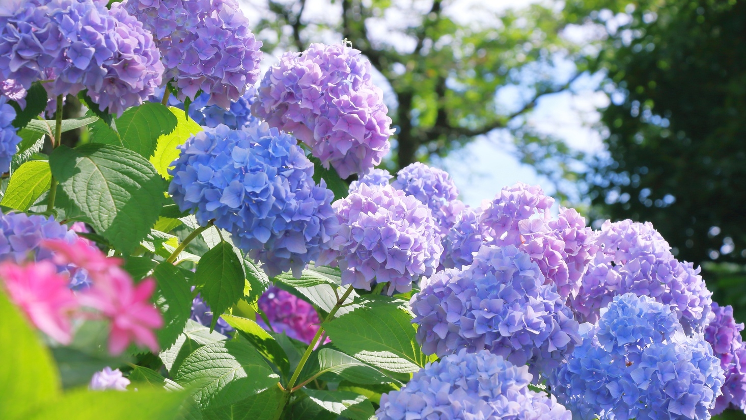 【6月限定】選べるアーリーチェックインorレイトチェックアウト！雨天も快適おこもりプラン【朝食付き】