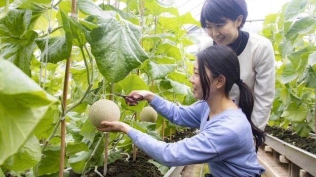 新登場！　千葉県生まれの最高級メロン（有機栽培）【アクアメロン1玉もぎ取りチケット付き】プラン