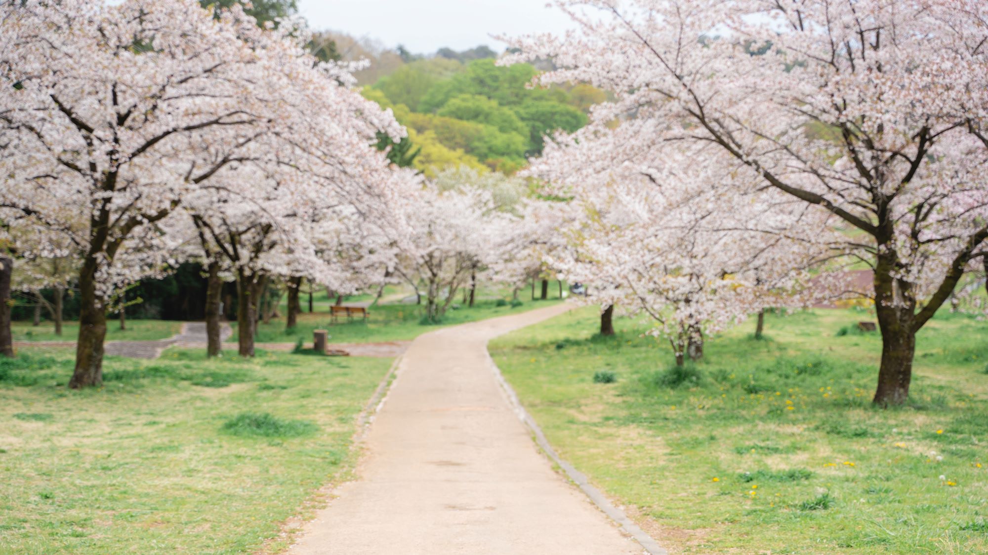 狭山公園の桜