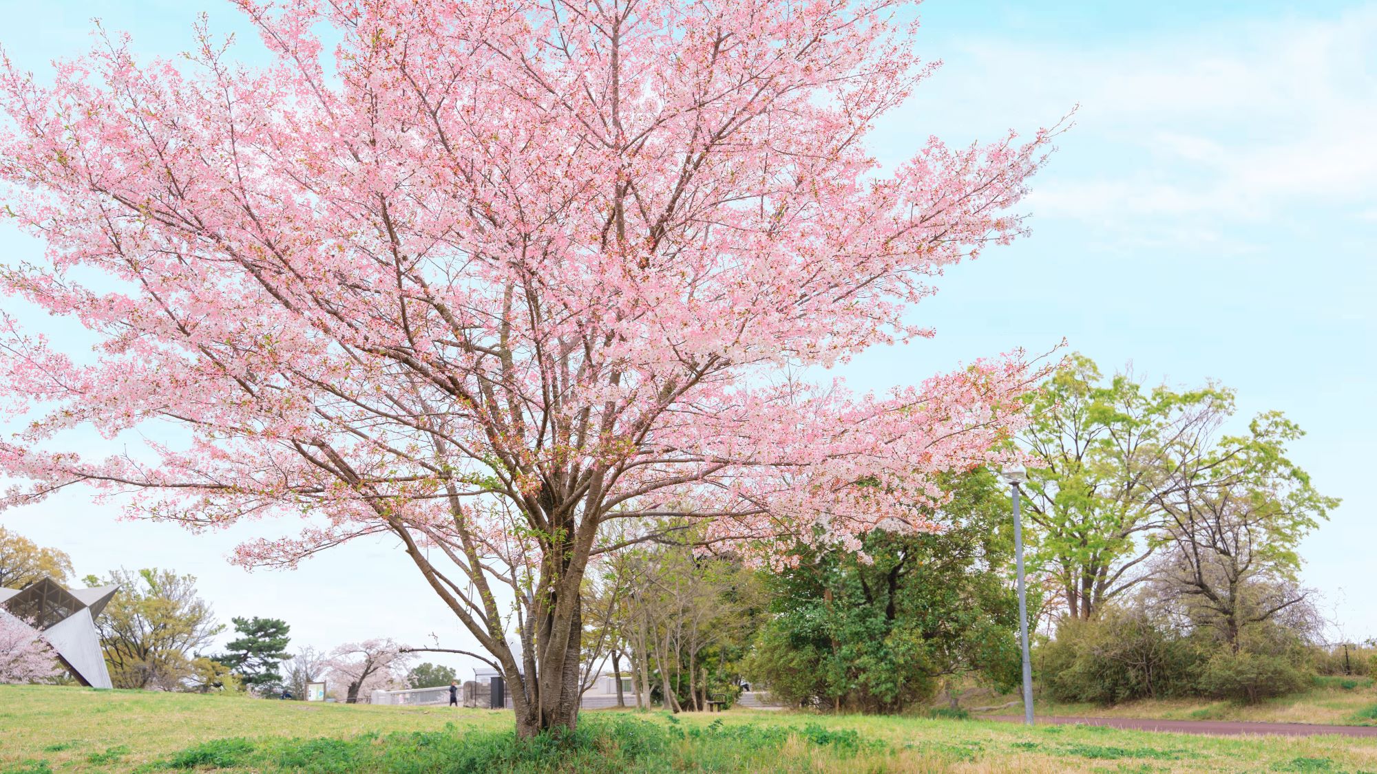 狭山公園の桜