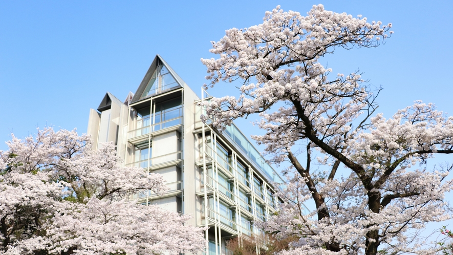 掬水亭と桜