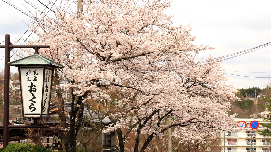 春になると宿の前には桜が鮮やかに咲き誇ります。
