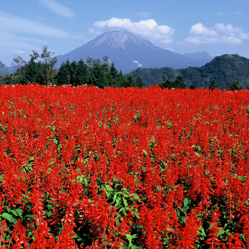 休暇村 奥大山 （旧 大山鏡ヶ成） - 写真 136
