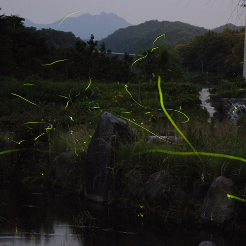 休暇村 奥大山 （旧 大山鏡ヶ成） - 写真 134
