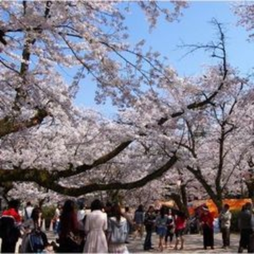 打吹公園の桜並木道（車で40分）